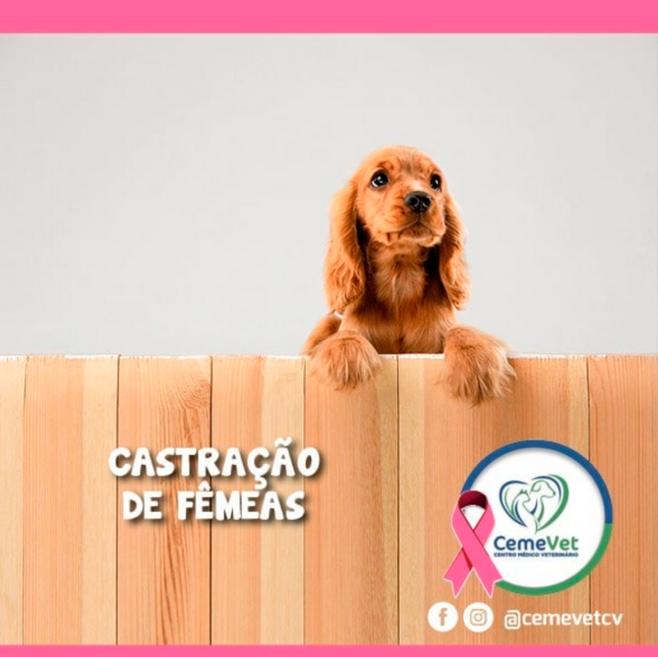 Castração de fêmeas