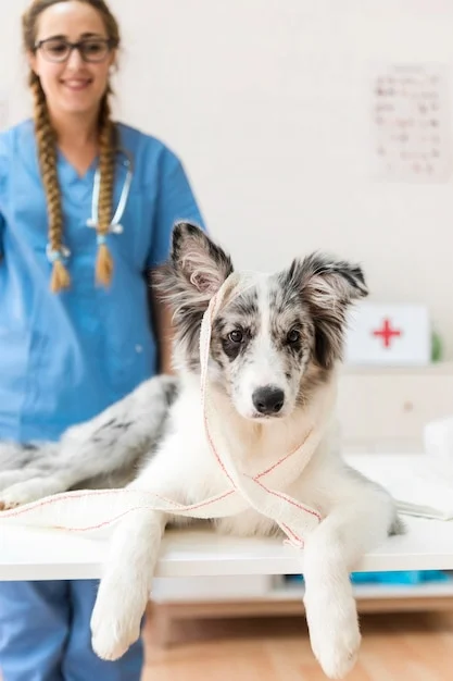ortopedia para cães