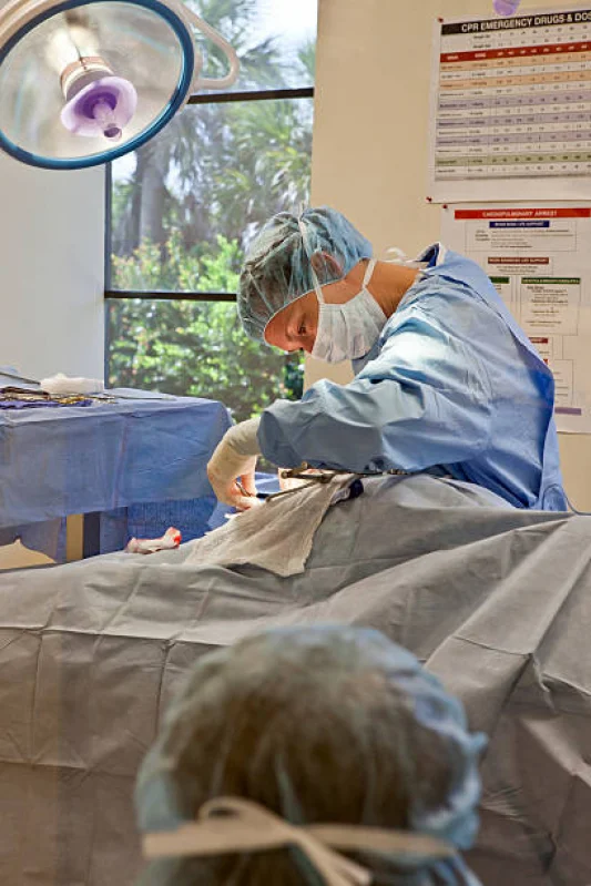 cirurgia geral veterinária