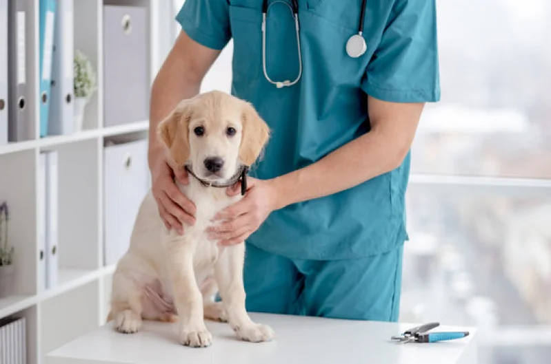 clínicas veterinárias
