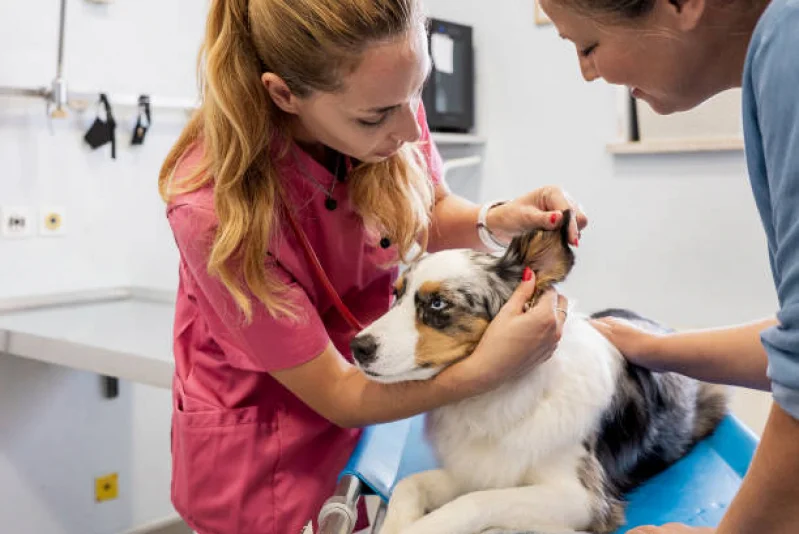 Medico Veterinario Especialista em Neurologia