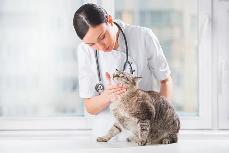 Neurologista Veterinario Especialista Epilepsia