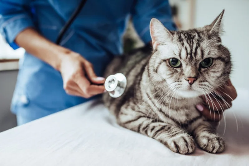ortopedia veterinária