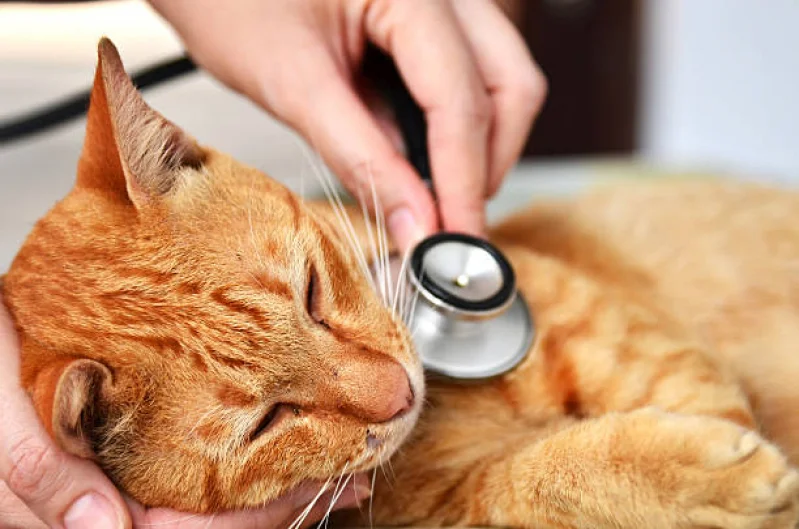 veterinario de gatos