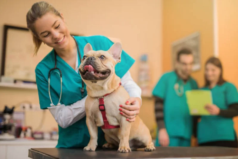 Veterinario Especialista em Neurologia