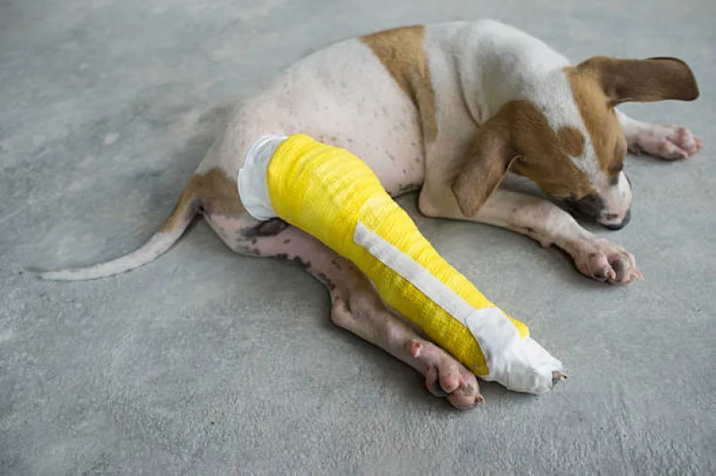 Veterinário Especialista em Ortopedia