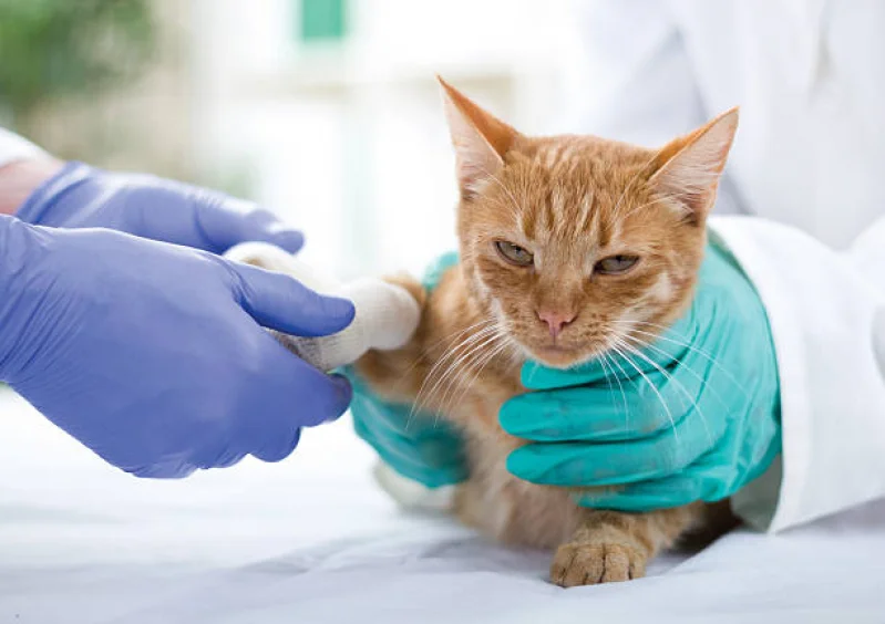 Veterinário Especialista em Ortopedia